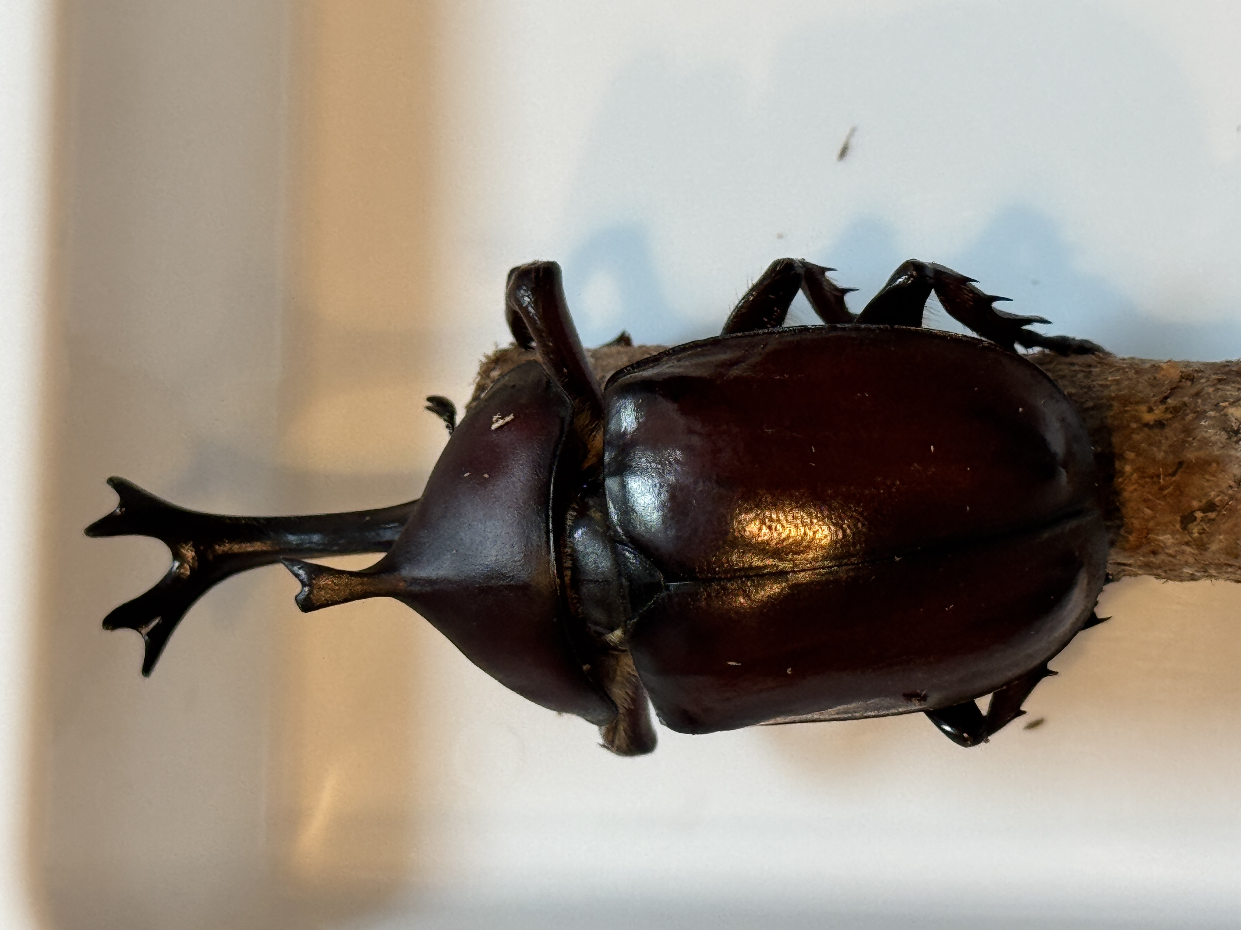 カブトムシ